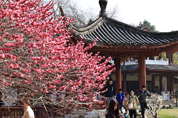 Plum blossoms enter prime season in Wuhan