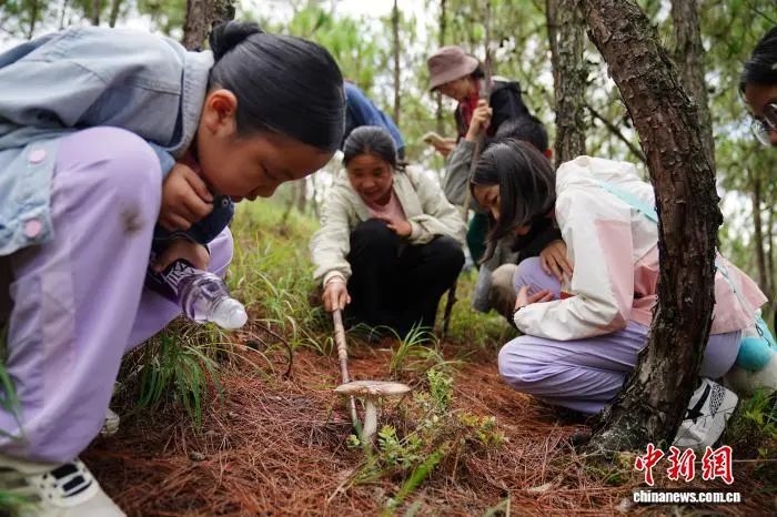 Yunnan’s "Summer Economy" Heats Up with Cool Escapes, Mushroom Forays, and Inbound Tourism