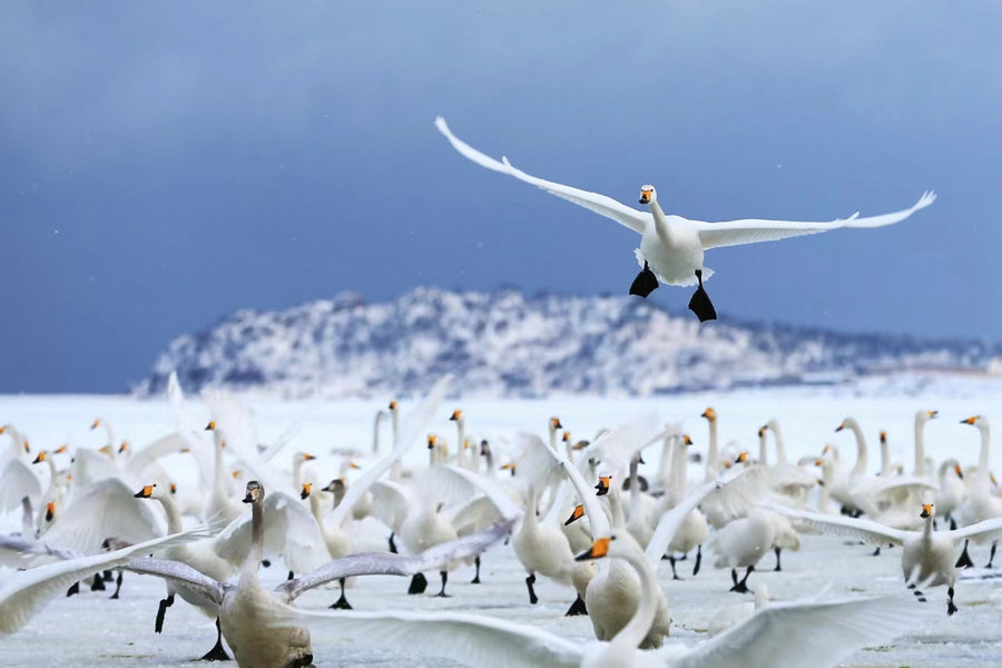 Shandong Yandunjiao village: living Chinese ecological architectural specimen
