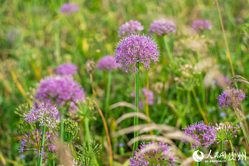 Wild leek flowers blossom in SW China