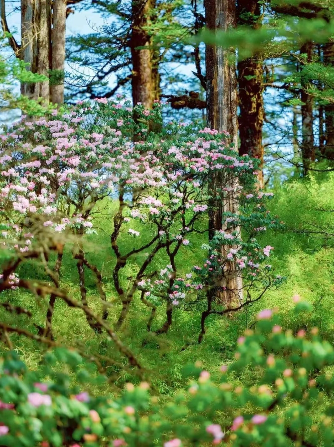 地球上真的有空中花园吗？