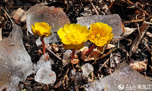 In pics: Blooming Adonis amurensis in Harbin, NE China