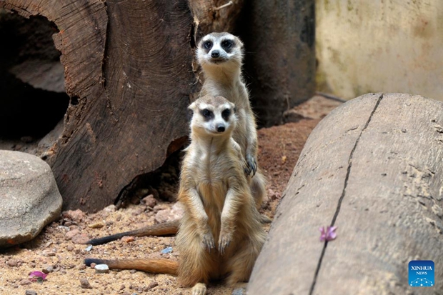 Six pairs of meerkats brought to Sri Lankan zoo from UAE for public display
