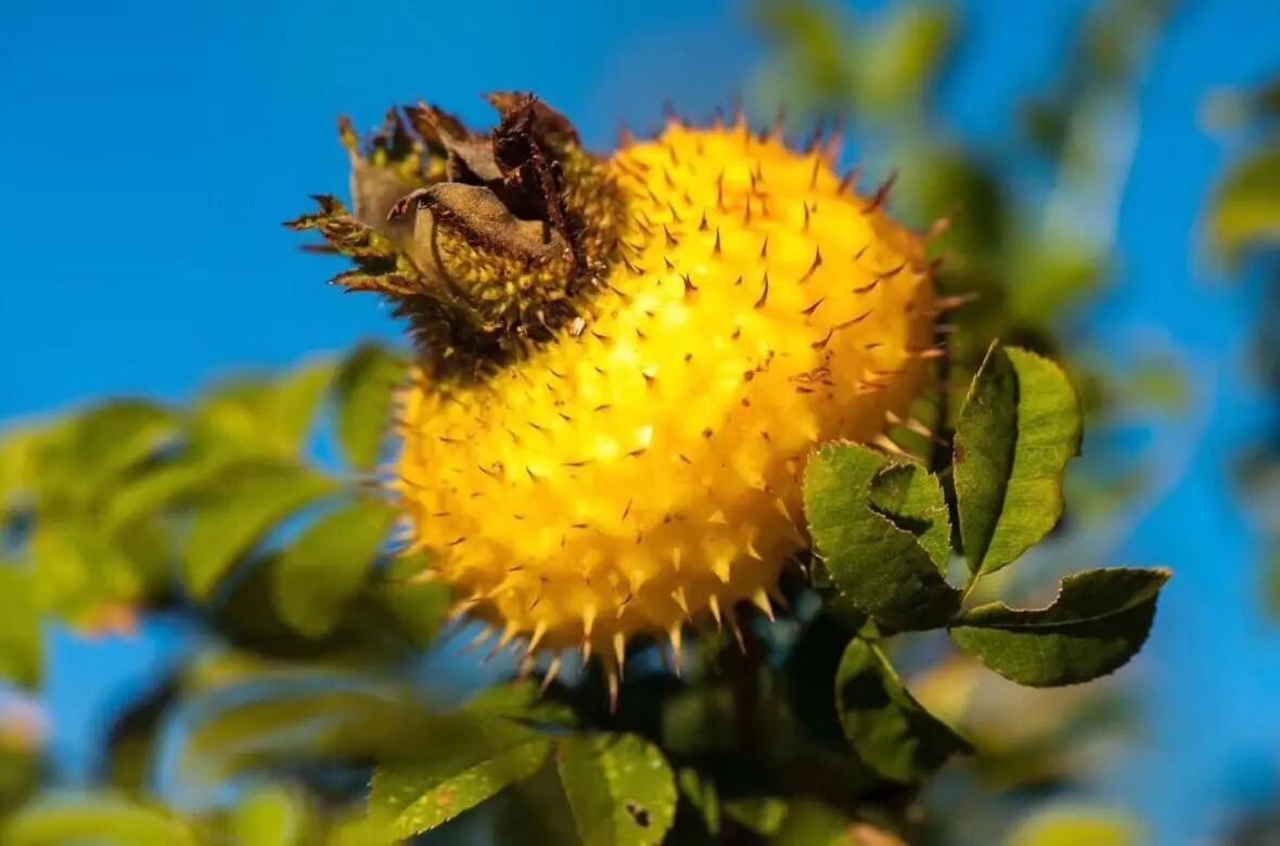 农文旅添彩乡村好“丰”光 秋收景象成为吸引游客的“流量密码”