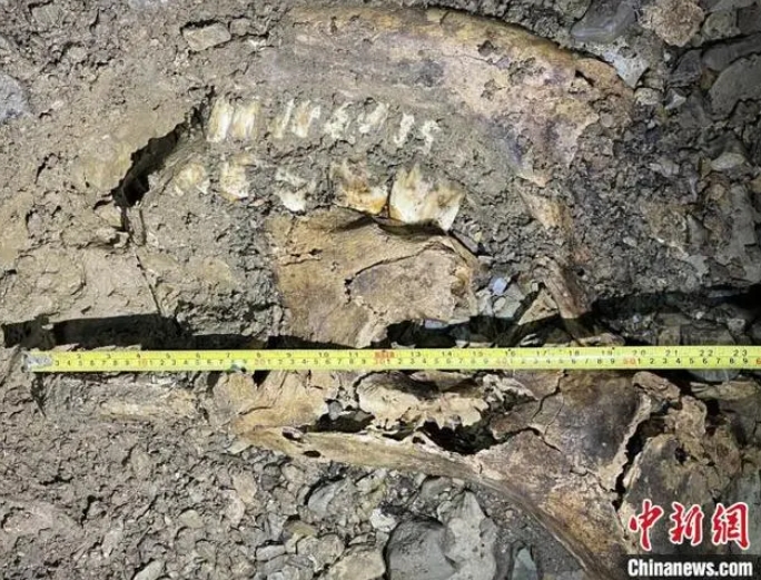 再有多处新发现 贵州绥阳双河洞已发现熊猫化石遗迹44处