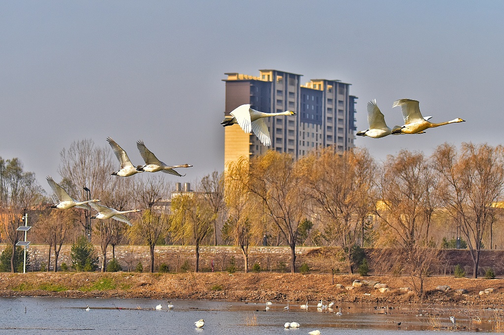 Wetland keeps Shanxi county humid in spring