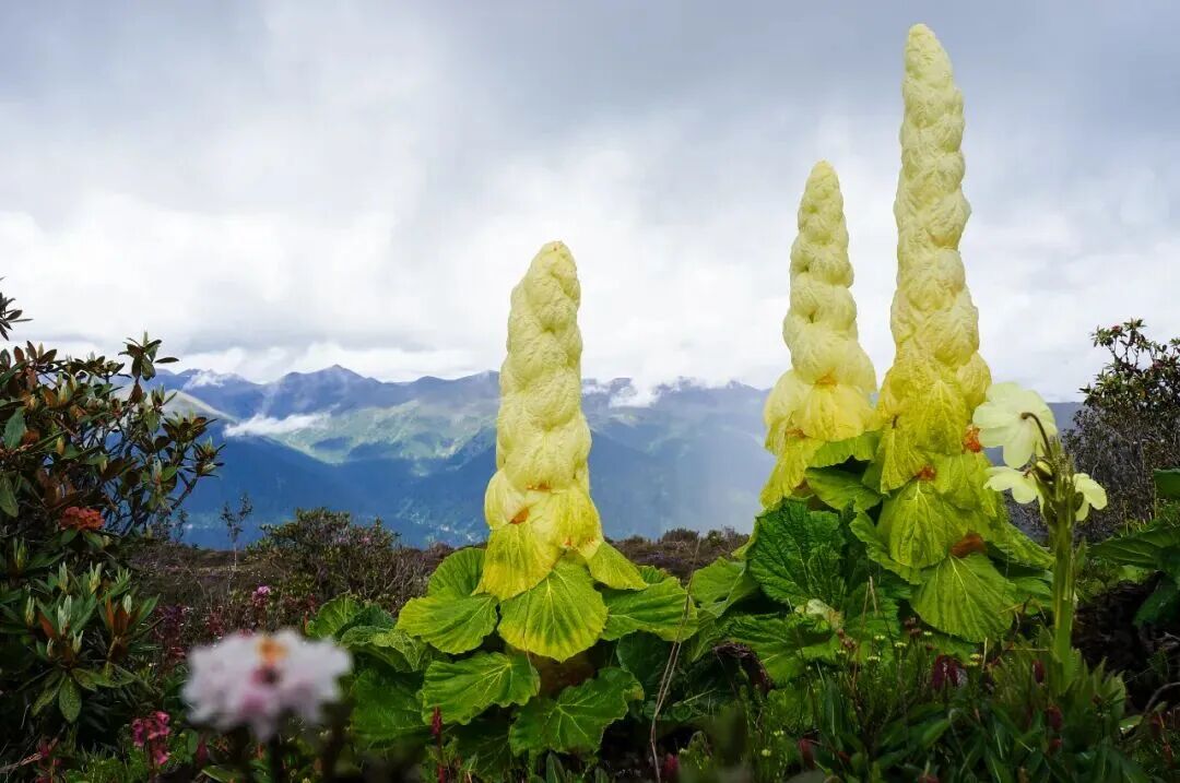 喜马拉雅为什么需要我们呵护？