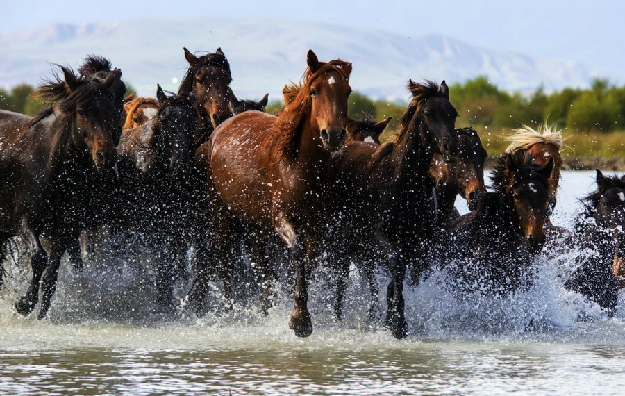 Festival gallops into "home of horses"